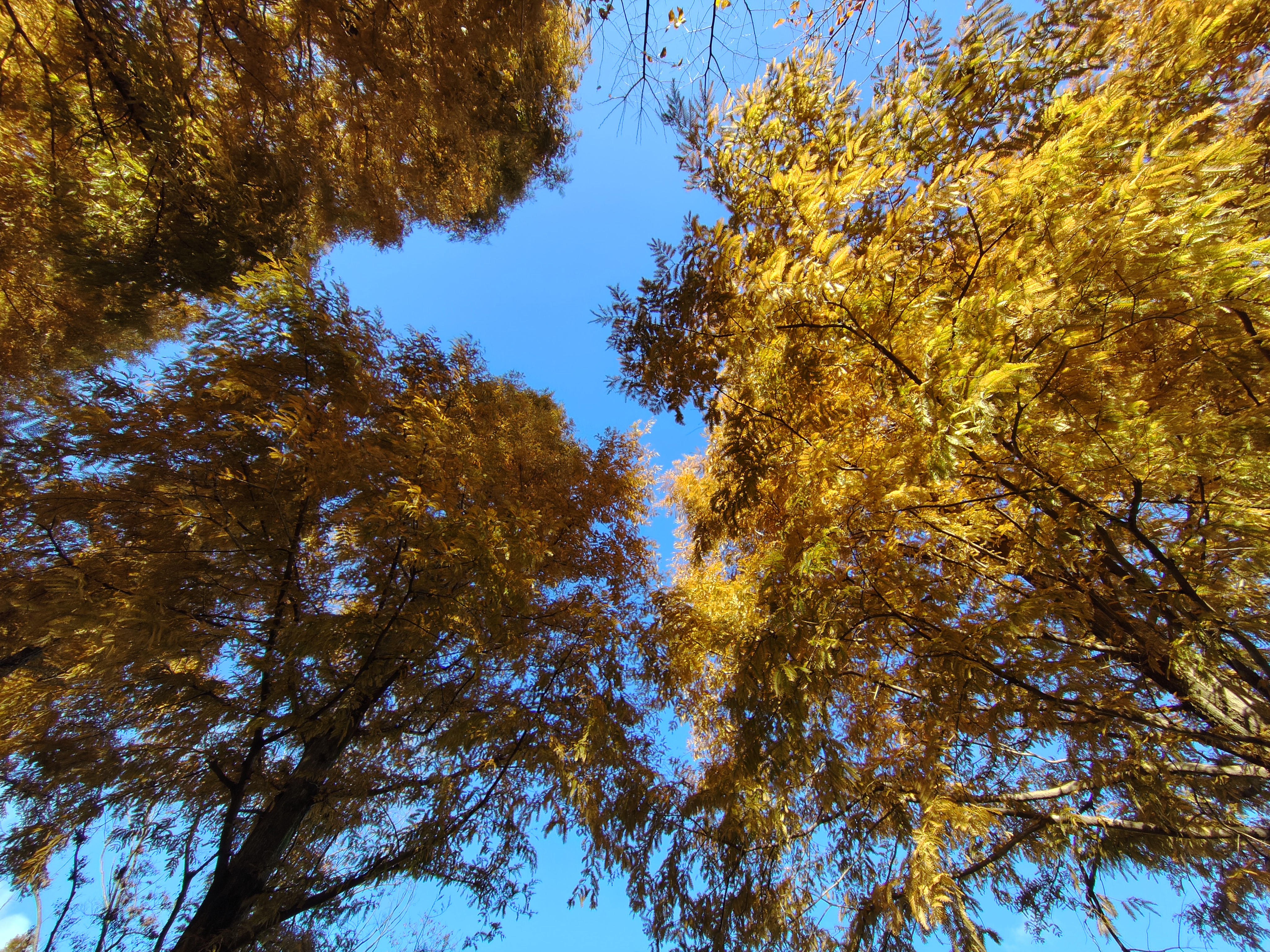 秋も終盤。来週は初雪？！の予報も。