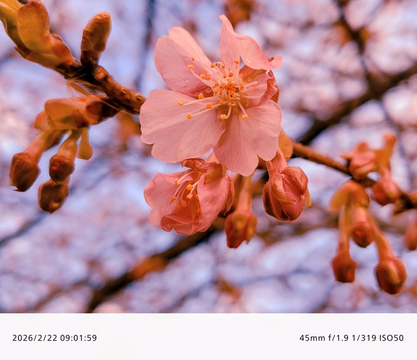 片隅に春の訪れ