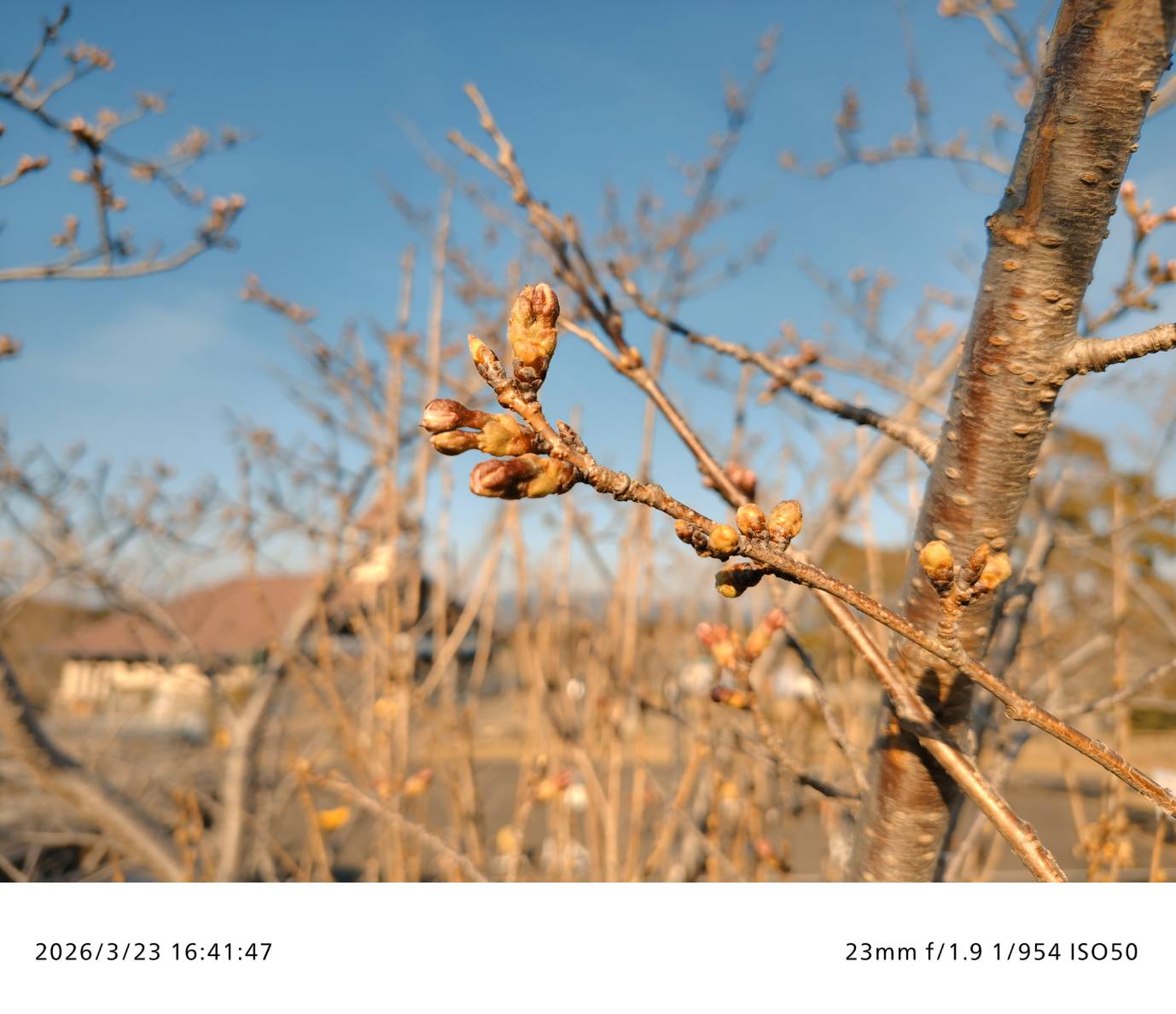 秒読み開始。えぼしのソメイヨシノ