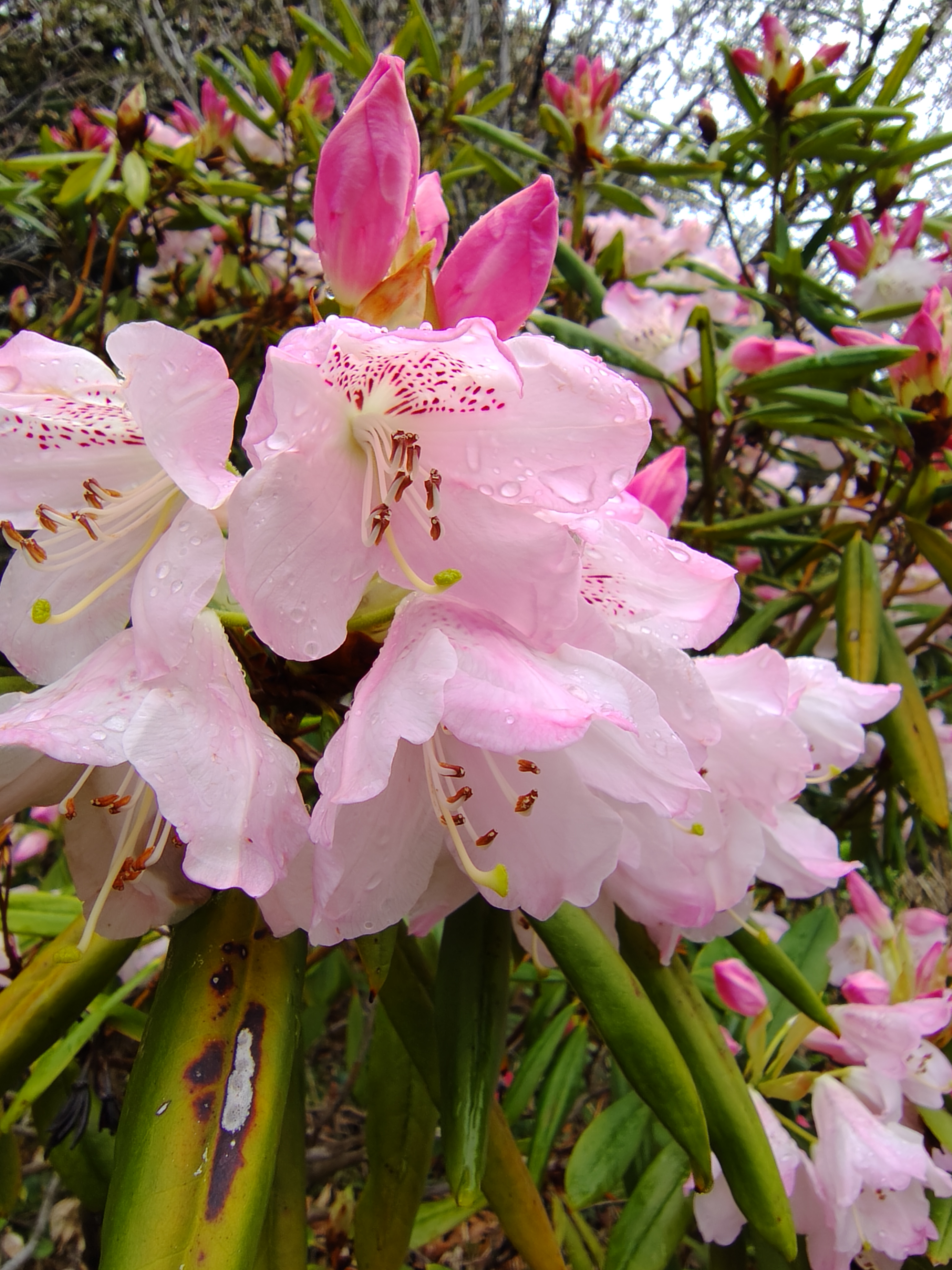 サクラ満開の陰でシャクナゲも開き始めました。